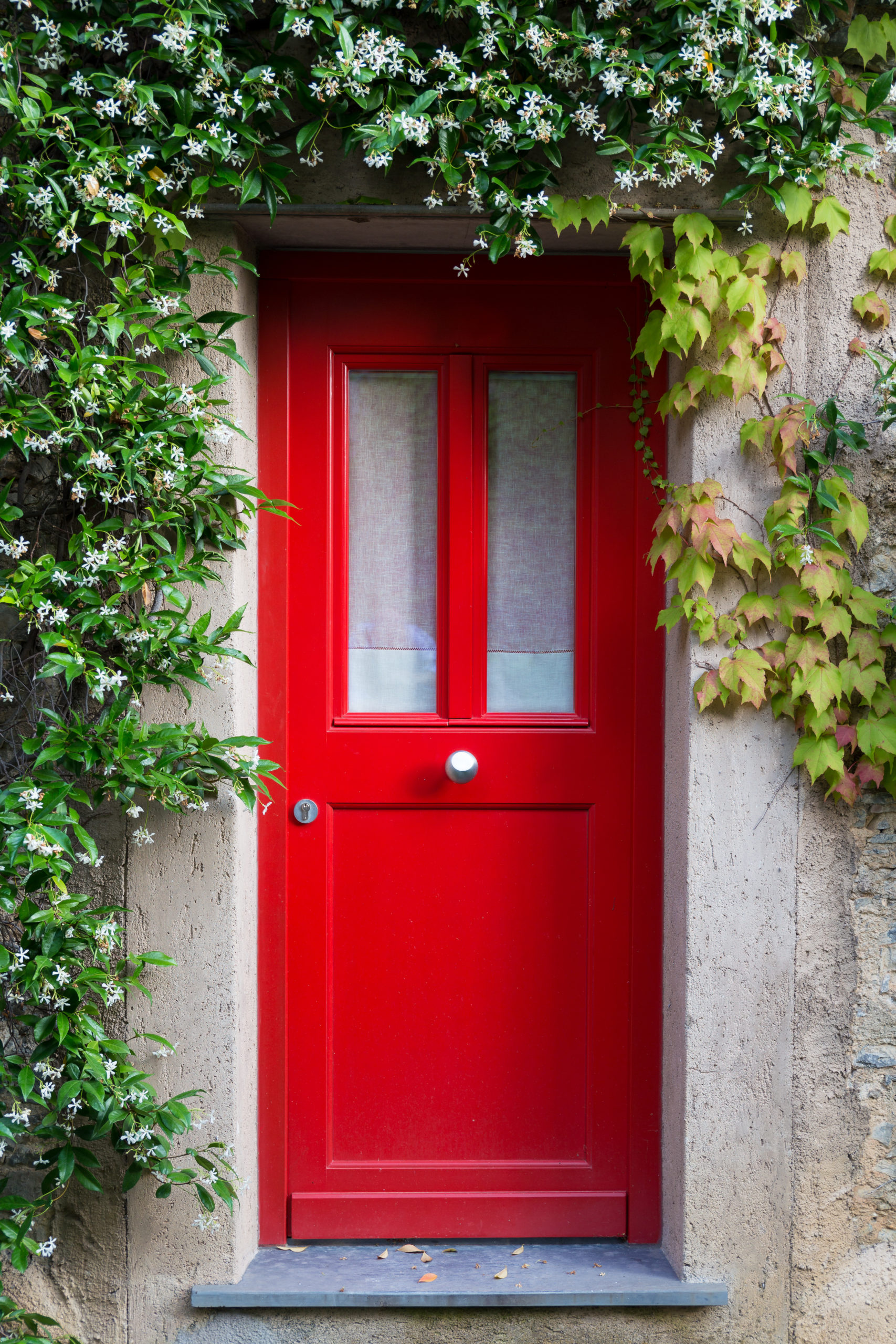 Close up of a red entrance door with jasmine flowers around.