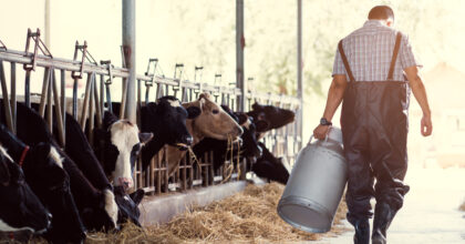 farmer asian are holding a container of milk on his farm.walking out of the farm