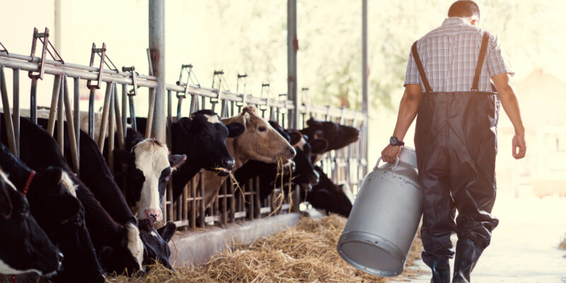 farmer asian are holding a container of milk on his farm.walking out of the farm