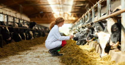 Side view portrait of cute female veterinarian caring for cows sitting down in sunlit barn, copy space