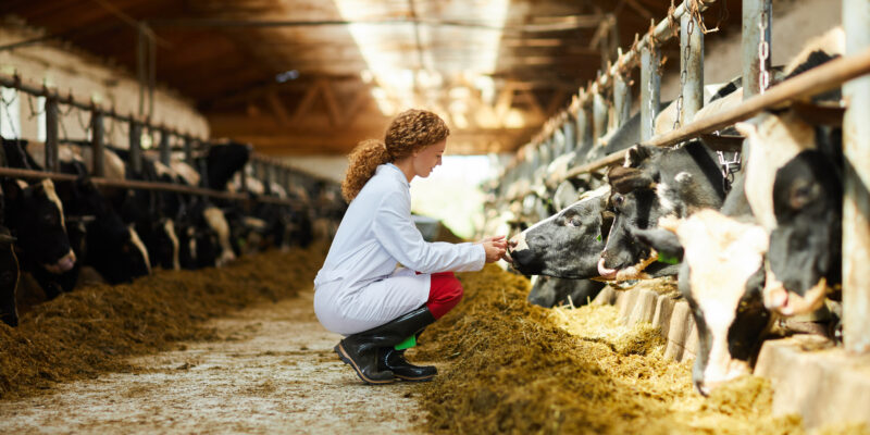 Side view portrait of cute female veterinarian caring for cows sitting down in sunlit barn, copy space