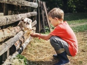 Holidays in the country - little boy feeds a goat