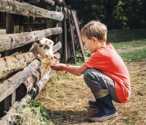 Holidays in the country - little boy feeds a goat