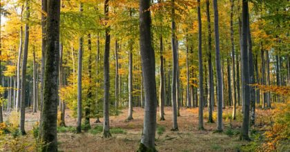 Business Property Relief for Woodland Carbon Code and Peatland Code