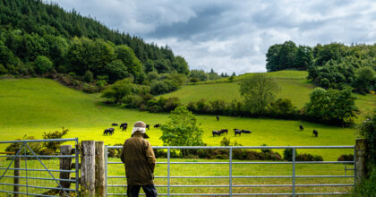 Active senior man looking at beef cattle grazing in a field on a summer morning in south west Scotland