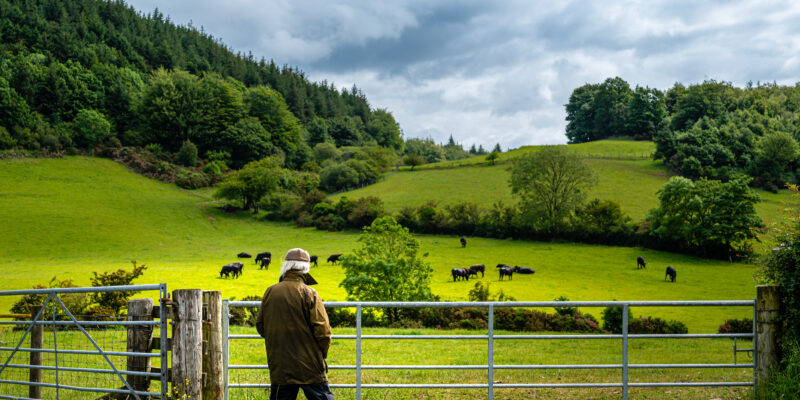 Active senior man looking at beef cattle grazing in a field on a summer morning in south west Scotland