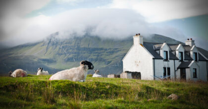 Sheep grazing on a Scottish farm in spring.